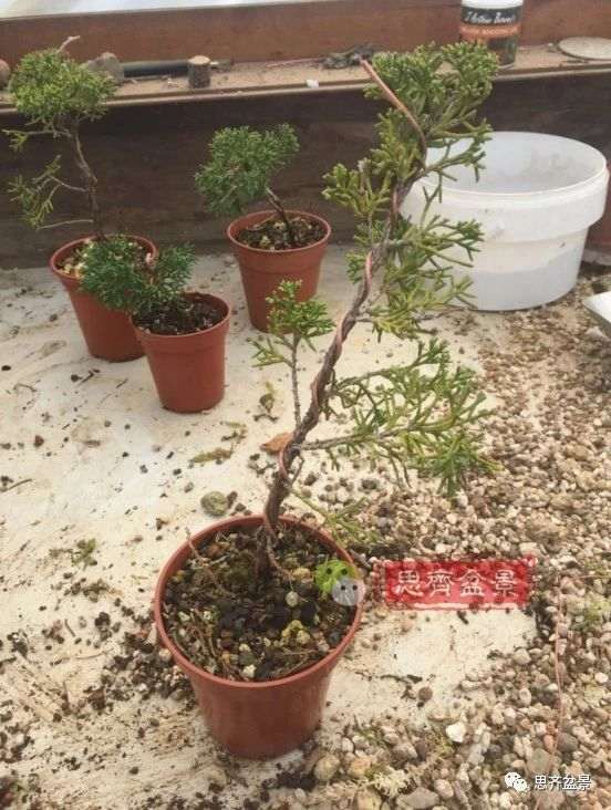 图解 鱼川真柏下山桩怎么制作盆景的方法