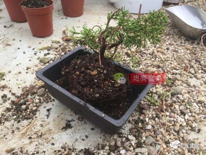 图解 鱼川真柏下山桩怎么制作盆景的方法