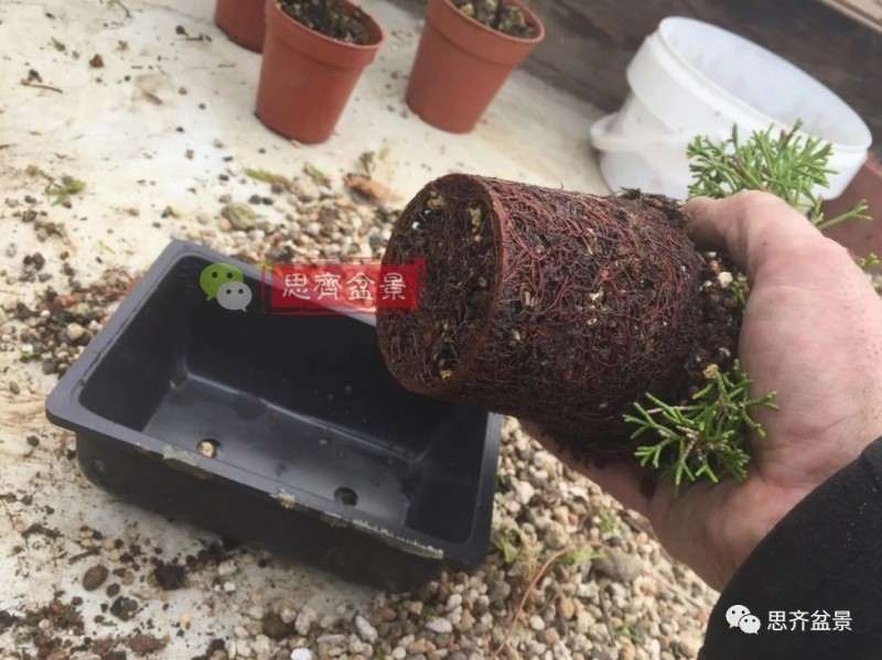 图解 鱼川真柏下山桩怎么制作盆景的方法