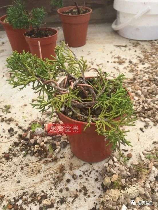 图解 鱼川真柏下山桩怎么制作盆景的方法