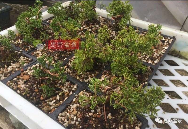 图解 鱼川真柏下山桩怎么制作盆景的方法