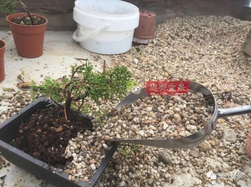 图解 鱼川真柏下山桩怎么制作盆景的方法