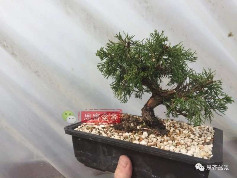 图解 鱼川真柏下山桩怎么制作盆景的方法