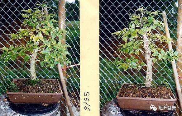 丛林榉树下山桩怎么制作盆景的方法
