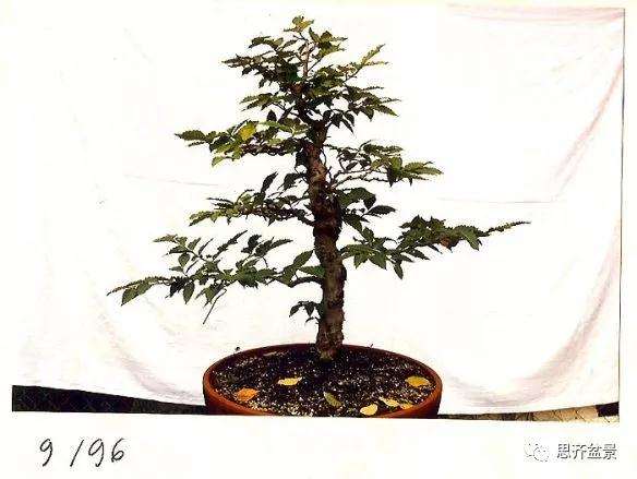 丛林榉树下山桩怎么制作盆景的方法