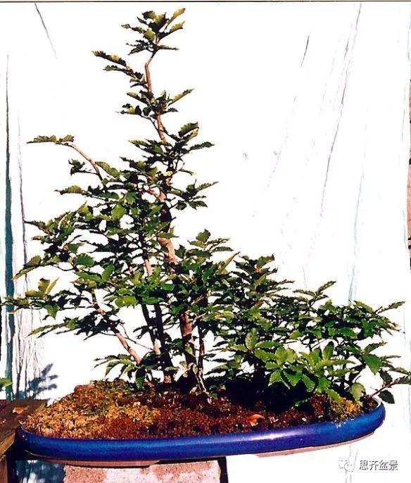 图解 丛林榉树下山桩怎么制作盆景的方法