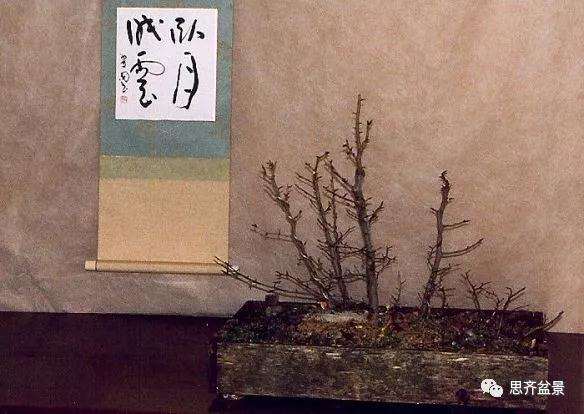 图解 丛林榉树下山桩怎么制作盆景的方法