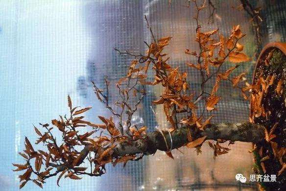 丛林榉树下山桩怎么制作盆景的方法