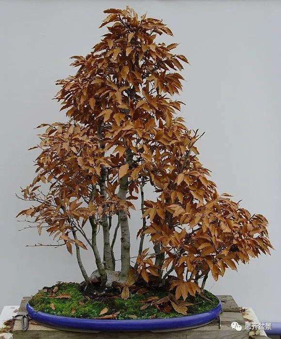 图解 丛林榉树下山桩怎么制作盆景的方法