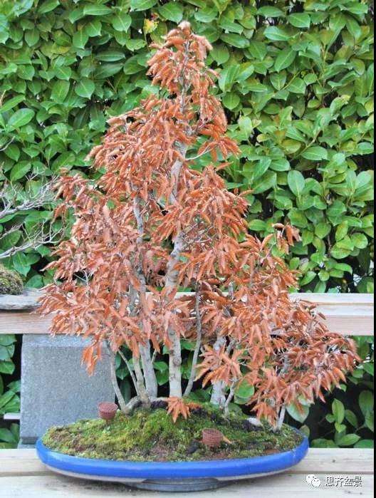 图解 丛林榉树下山桩怎么制作盆景的方法