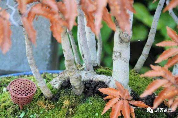 图解 丛林榉树下山桩怎么制作盆景的方法