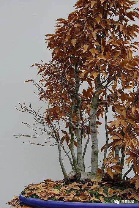 图解 丛林榉树下山桩怎么制作盆景的方法