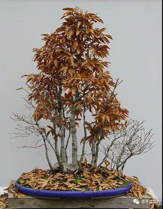图解 丛林榉树下山桩怎么制作盆景的方法