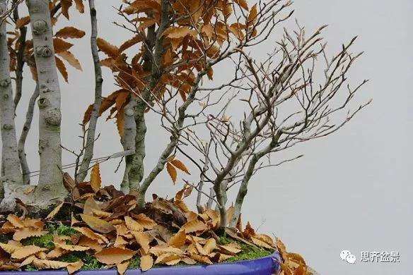 图解 丛林榉树下山桩怎么制作盆景的方法