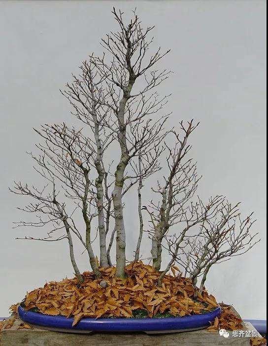 图解 丛林榉树下山桩怎么制作盆景的方法