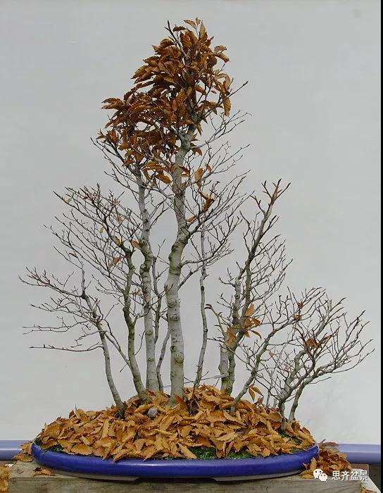 图解 丛林榉树下山桩怎么制作盆景的方法