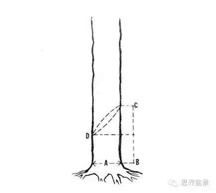 图解 下山桩怎么截干制作成盆景的方法