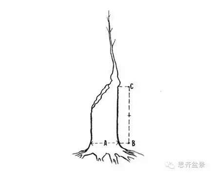 下山桩怎么截干制作成盆景的方法