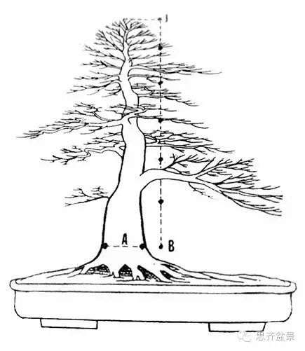 图解 下山桩怎么截干制作成盆景的方法