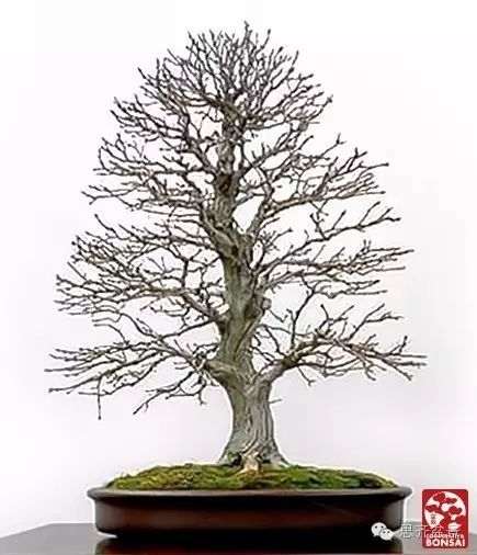 图解 下山桩怎么截干制作成盆景的方法