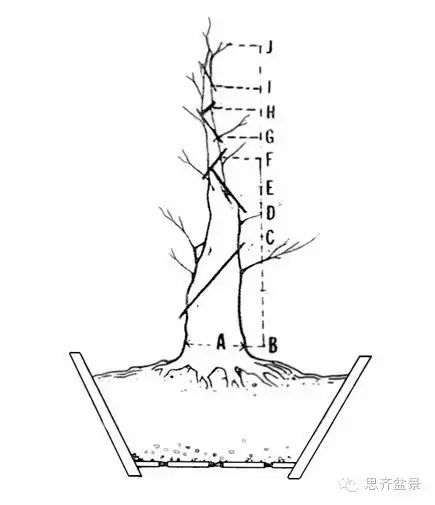 下山桩怎么截干制作成盆景的方法