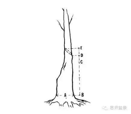 图解 下山桩怎么截干制作成盆景的方法