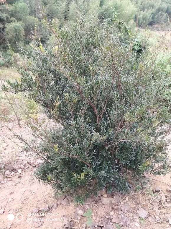 小叶赤楠下山桩 长满了果子 吃了很甜