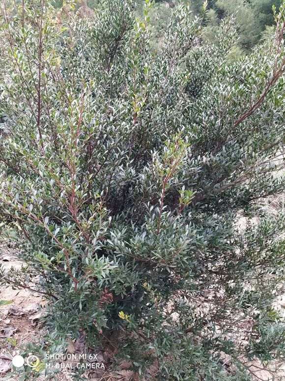 小叶赤楠下山桩 长满了果子 吃了很甜