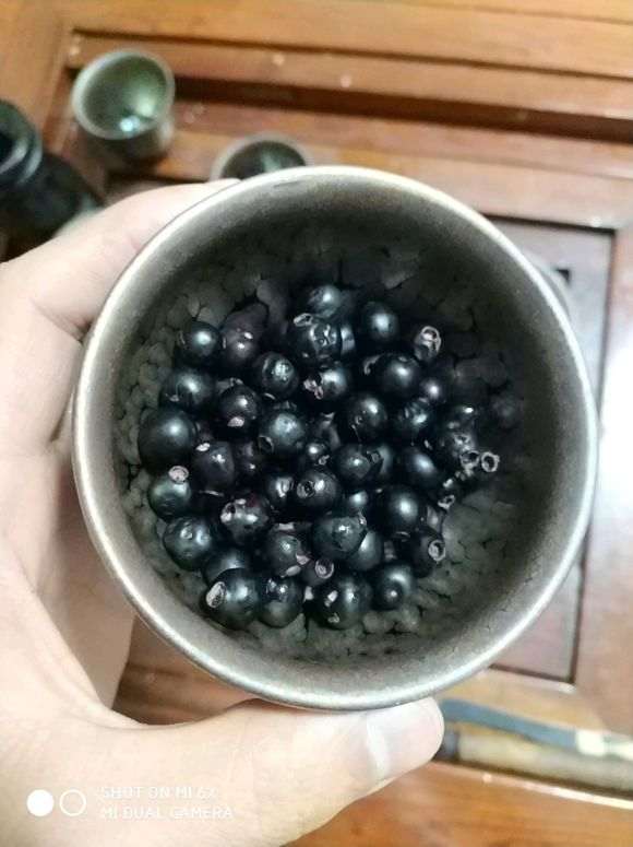 小叶赤楠下山桩 长满了果子 吃了很甜