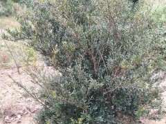 小叶赤楠下山桩 长满了果子 吃了很甜