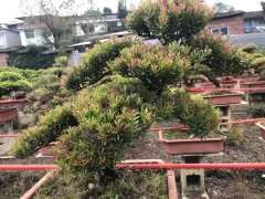 这是赤楠下山桩还是假赤楠下山桩 图片