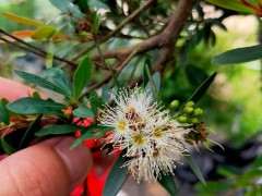 好久没来了 给大家看下我赤楠下山桩开花了 图片