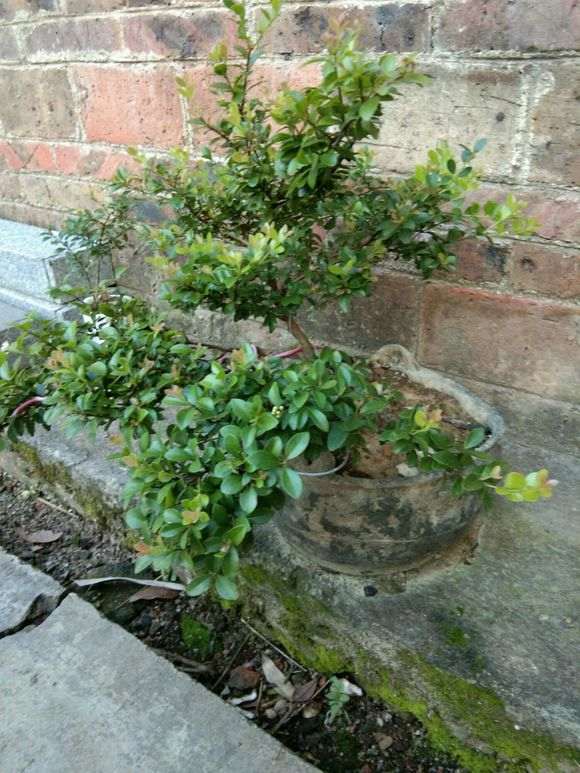 晒晒我的小赤楠下山桩长得可以吗 图片