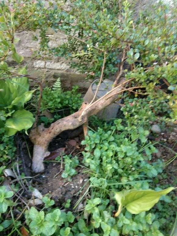 晒晒我的小赤楠下山桩长得可以吗 图片