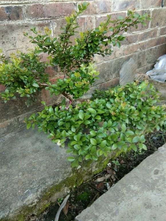 晒晒我的小赤楠下山桩长得可以吗 图片