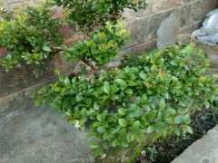 晒晒我的小赤楠下山桩长得可以吗 图片