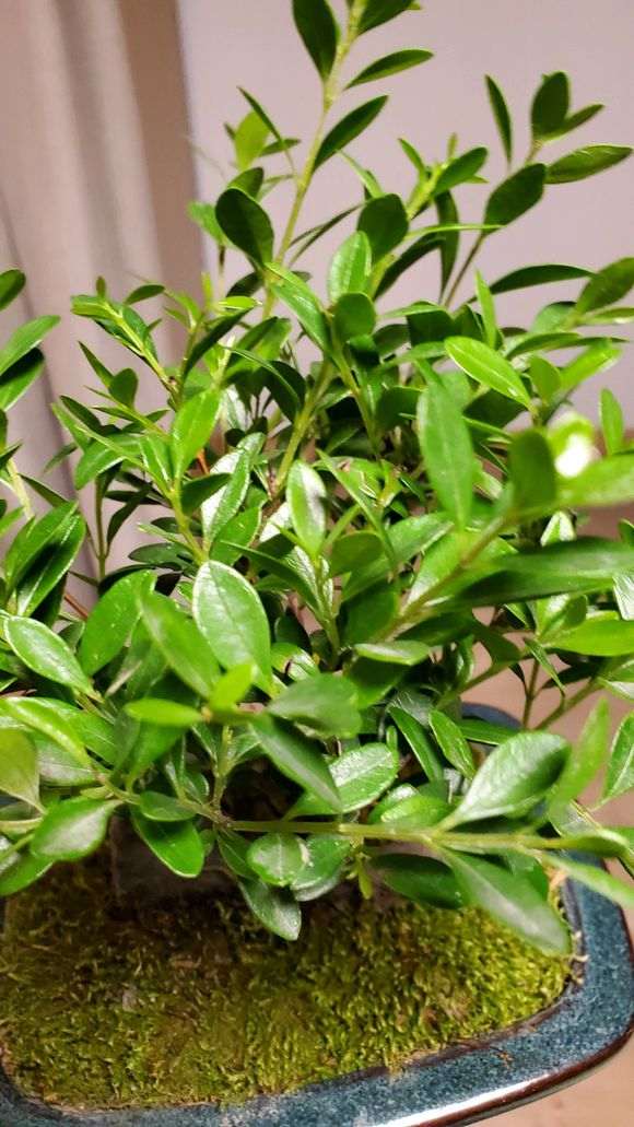 为什么赤楠下山桩要夏天早晚各一次 图片