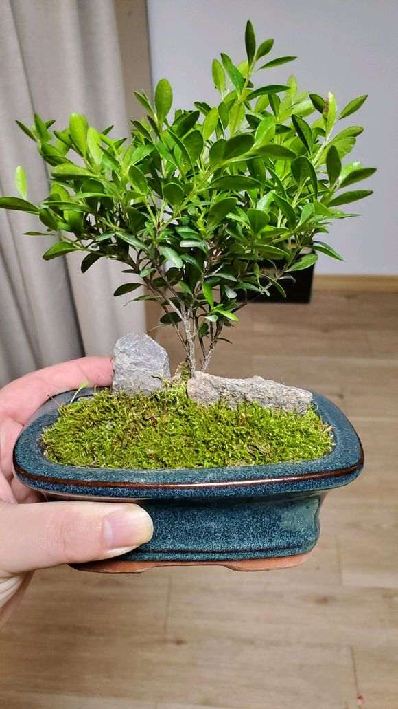 为什么赤楠下山桩要夏天早晚各一次 图片