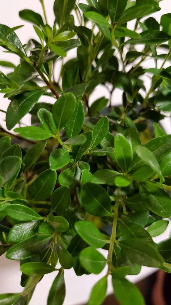 为什么赤楠下山桩要夏天早晚各一次 图片