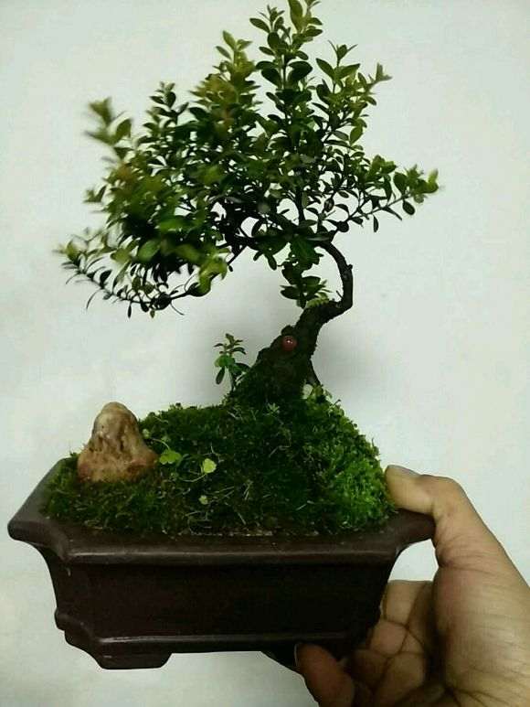 为什么赤楠下山桩要夏天早晚各一次 图片