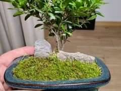 为什么赤楠下山桩要夏天早晚各一次 图片