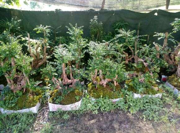 为什么赤楠下山桩要注意保水