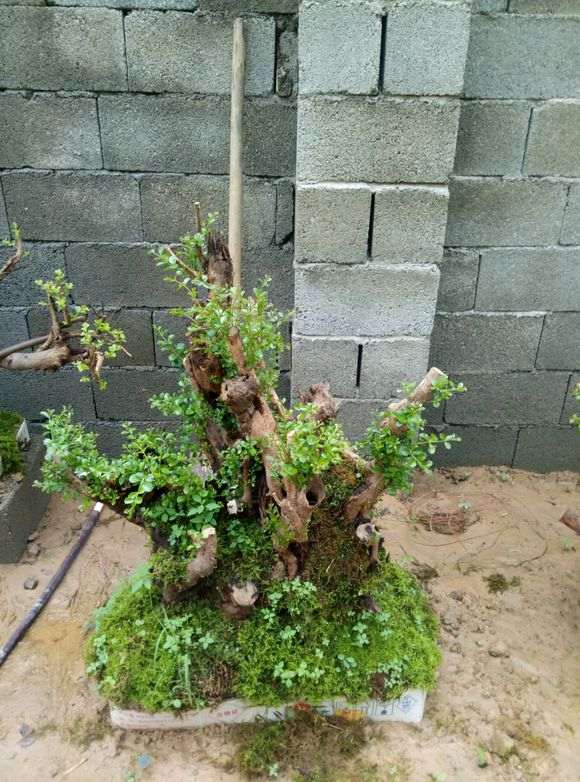 为什么赤楠下山桩要注意保水