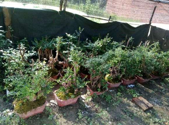 为什么赤楠下山桩要注意保水