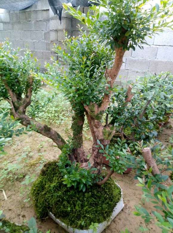 为什么赤楠下山桩要注意保水