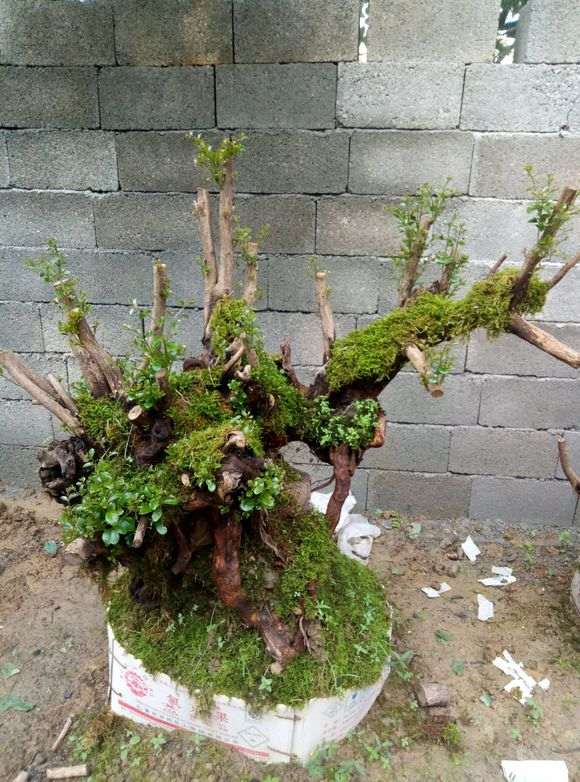 为什么赤楠下山桩要注意保水