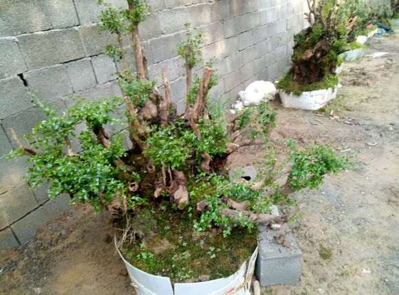 为什么赤楠下山桩要注意保水