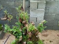 为什么赤楠下山桩要注意保水 一天喷5次以上