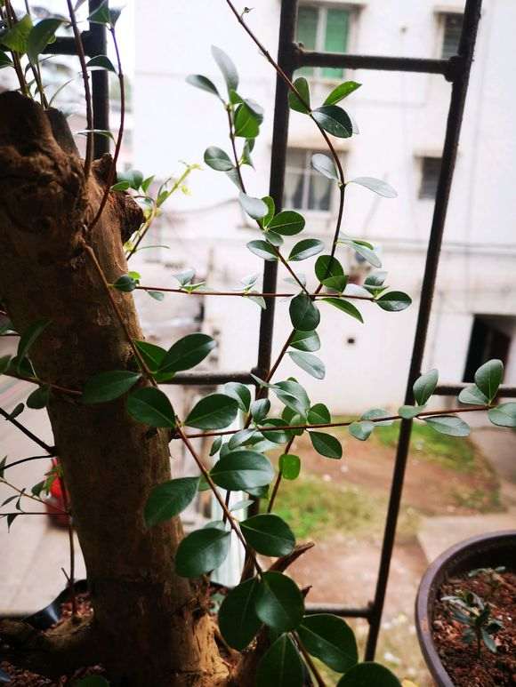 请问是赤楠下山桩 还是黄杨 怎么区分 图片