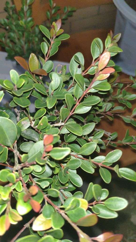 请问是赤楠下山桩 还是黄杨 怎么区分 图片